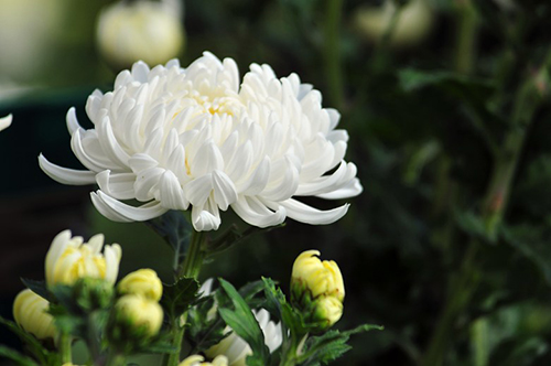 Hoa cúc trắng đám tang được coi là biểu tượng của sự tôn kính và tôn trọng đối với người đã qua đời. Chúng tôi sẽ giúp bạn chọn lựa và cắm hoa cúc trắng đẹp nhất để bạn có thể thể hiện sự tôn trọng và lưu giữ ký ức về người thân đã mất.